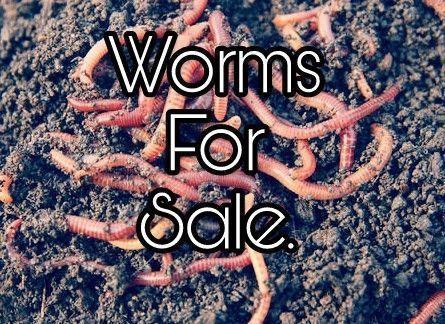 Worms in tub for Sale