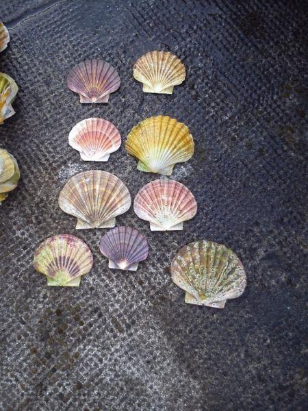 Sea shells for sale