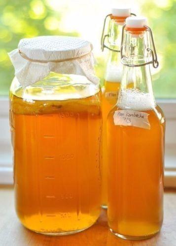 Honey Jun Kombucha Scoby based on Strong Raw Honey and Organic Green Tea. FREE POSTAGE!!