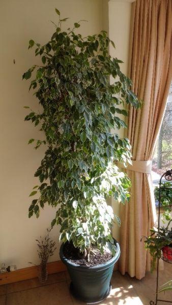 Ficus Tree House Plant