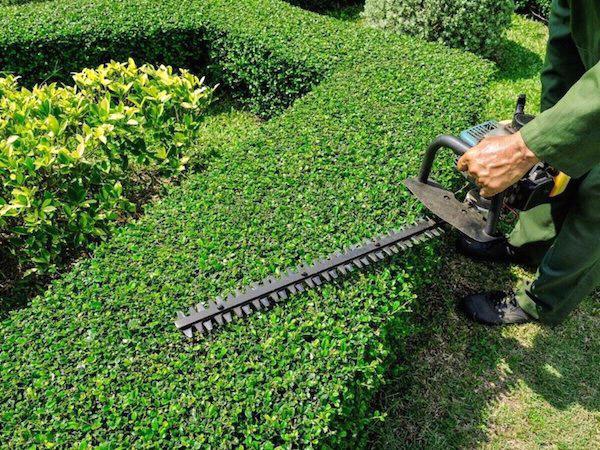 Landscaping and Gardening Maintenance Services 20 euros