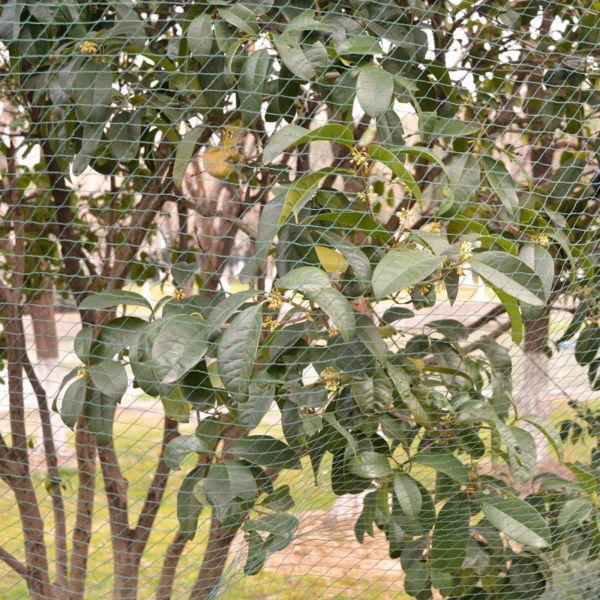 Gardening Accessories : vidaXL Anti-bird Nets 2 pcs 6x8 m PE(SKU142125)