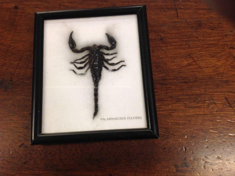 Framed scorpion