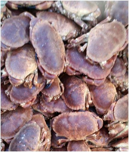 Fresh Quality Shellfish Suppliers