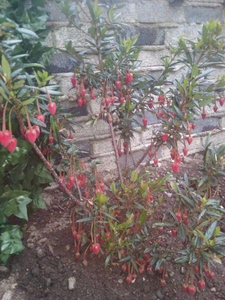 Garden Plants: Hydrangea, Chilean lantern tree, Agapanthus, Fennel, Lemon balm