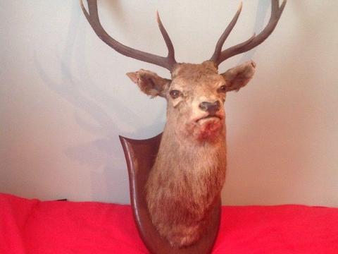 RED DEER STAGS HEAD AND NECK