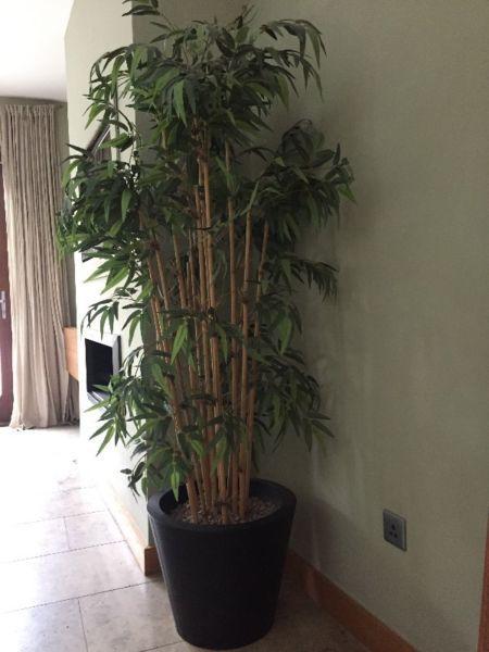 Indoor Bamboo Plant For Sale