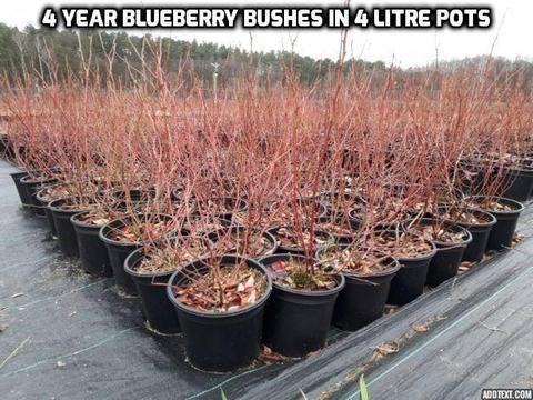 Blueberry and Honeyberry plants for sale