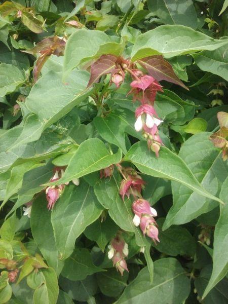 Pheasant Bush (Leycesteria Formosa) for Sale