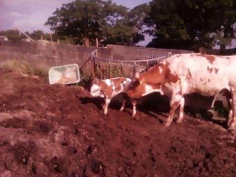 Heifers for sale